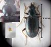 Bembidion bualei